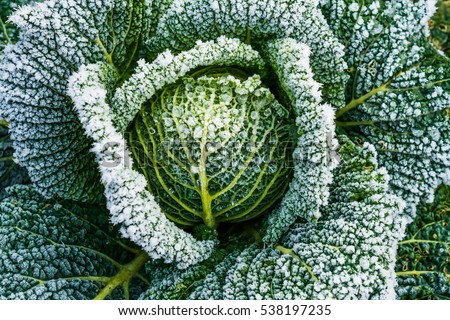 Similar – Image, Stock Photo Organic cabbage in winter in the field in Brandenburg II