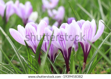 Similar – Image, Stock Photo Bulb of spring flowers on table