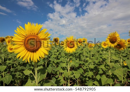 sunflowers and blue sky , Thailand