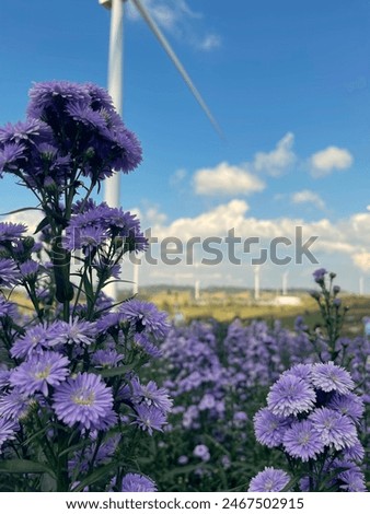 Similar – Image, Stock Photo Marguerite in wind and sun
