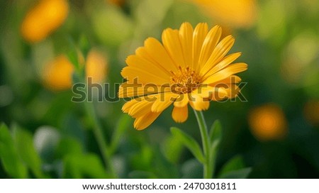 Image, Stock Photo Bright yellow calendula in front of bright blue