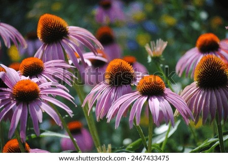 Similar – Image, Stock Photo The purple coneflower