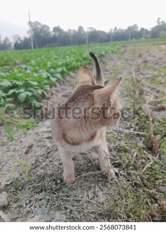 Similar – Image, Stock Photo Cat chasing the red dot of a laser pointer on the meadow at night