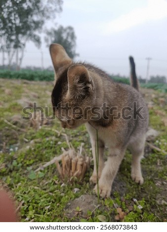 Similar – Image, Stock Photo Cat chasing the red dot of a laser pointer on the meadow at night