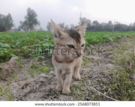 Similar – Image, Stock Photo Cat chasing the red dot of a laser pointer on the meadow at night