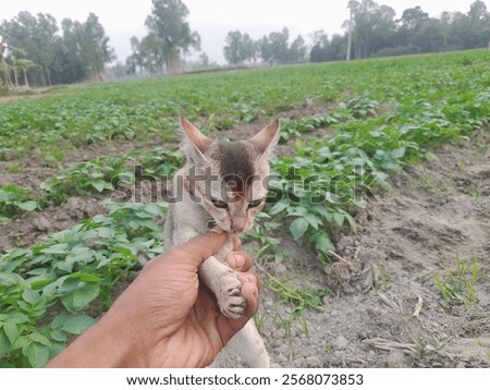 Similar – Image, Stock Photo Cat chasing the red dot of a laser pointer on the meadow at night