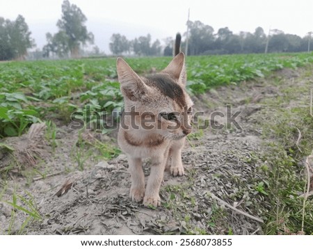 Similar – Image, Stock Photo Cat chasing the red dot of a laser pointer on the meadow at night