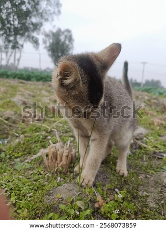 Similar – Image, Stock Photo Cat chasing the red dot of a laser pointer on the meadow at night