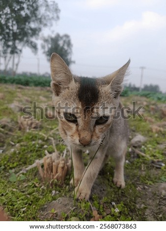 Similar – Image, Stock Photo Cat chasing the red dot of a laser pointer on the meadow at night