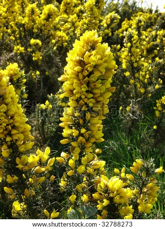 Hills of Tara Ireland Meadow Green Flower Yellow Bush