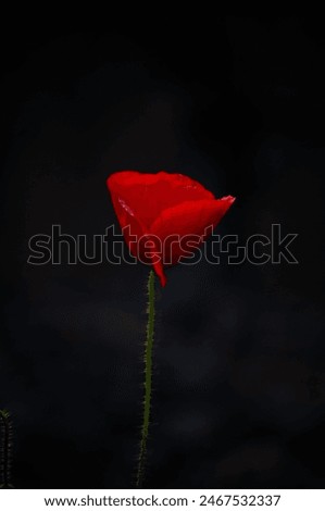 Similar – Image, Stock Photo Glowing poppies in the evening light.