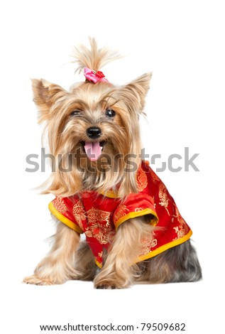 Yorkshire terrier dog in red chinese clothes isolated on white