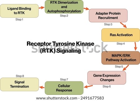 Flowchart of Receptor Tyrosine Kinase (RTK) Signaling Mechanisms, Vector Illustration on White Background for Biology Studies.