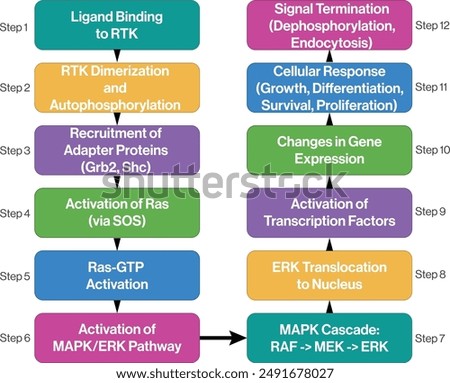 Receptor Tyrosine Kinase (RTK) Signaling Pathways Flowchart, Vector Diagram on White Background for Scientific and Educational Purposes.