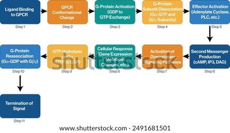 Illustrative Flowchart of G Protein Coupled Receptor Signaling Processes with White Background.