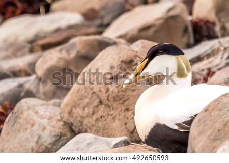 Similar – Image, Stock Photo Eider duck on Iceland bladderwrack