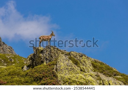 Similar – Image, Stock Photo steinbock Wildlife Animal