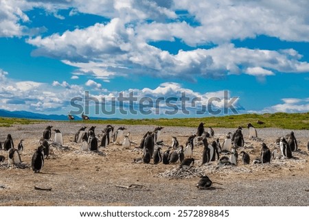 Similar – Image, Stock Photo Magellanic penguin on Isla Magdalena in the Strait of Magellan