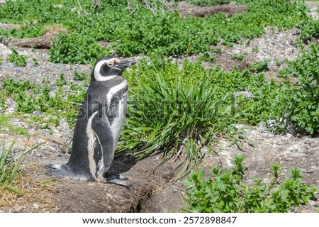 Similar – Image, Stock Photo Magellanic penguin on Isla Magdalena in the Strait of Magellan