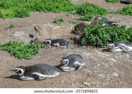 Similar – Image, Stock Photo Magellanic penguin on Isla Magdalena in the Strait of Magellan