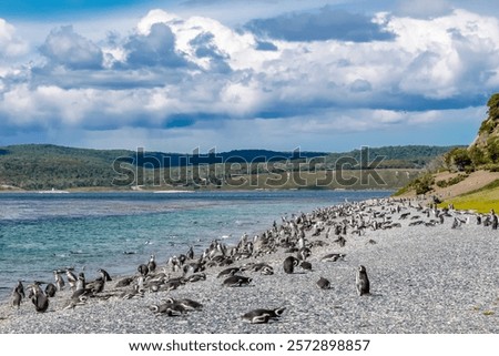 Similar – Image, Stock Photo Magellanic penguin on Isla Magdalena in the Strait of Magellan