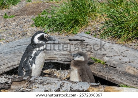 Similar – Image, Stock Photo Magellanic penguin on Isla Magdalena in the Strait of Magellan