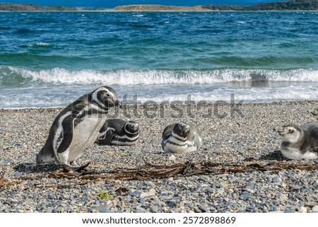 Similar – Image, Stock Photo Magellanic penguin on Isla Magdalena in the Strait of Magellan