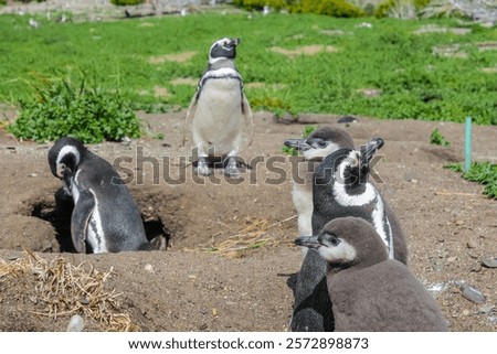 Similar – Image, Stock Photo Magellanic penguin on Isla Magdalena in the Strait of Magellan