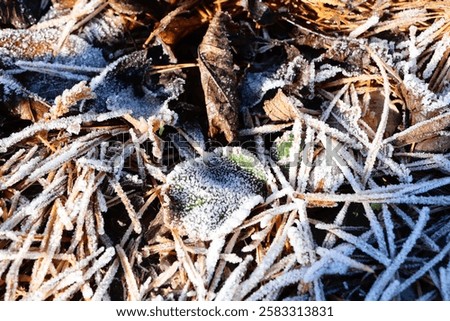Image, Stock Photo delicate white frost adorns the edges of a woody thyme bush.  Geometric setting of leaves