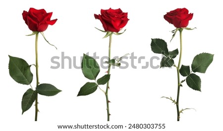 Similar – Image, Stock Photo Red rose on a light pink background