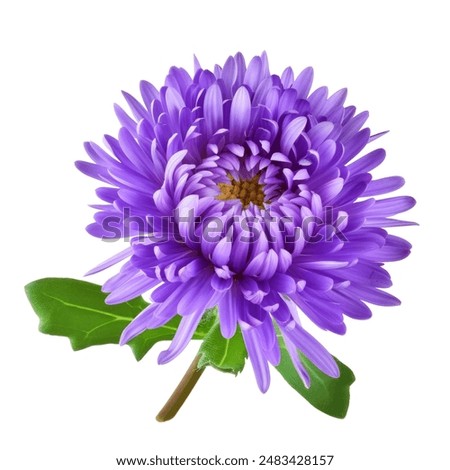 Similar – Image, Stock Photo aster flower Nature Plant