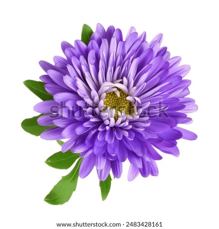 Image, Stock Photo aster flower Nature Plant