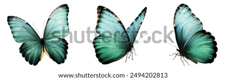 Similar – Butterfly wings in the warmth of the sun