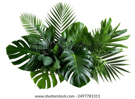 Similar – Image, Stock Photo These jungles are full of ferns apart from other green plants and trees. Oh, and some beautiful naked blonde girls who hug the trees randomly. A sexy view of a sexy back in this image taken in La Gomera forest.