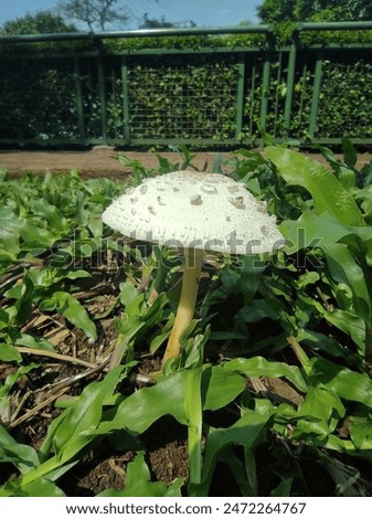 Similar – Image, Stock Photo A mushroom was found, which was called the “curly hen”. It lies in a hand. The background is dark.