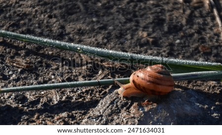 Similar – Image, Stock Photo Reach goal slowly but surely at snail’s pace