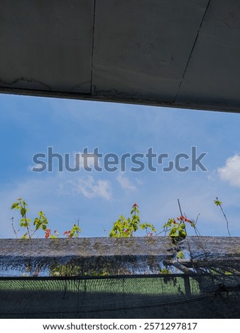 Similar – Image, Stock Photo Red flowers growing against a pale yellow wall