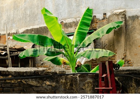 Similar – Image, Stock Photo tall large gray concrete building with empty windows