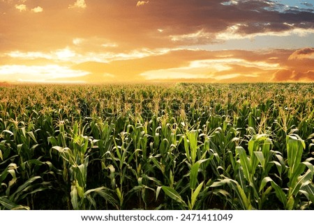 Similar – Image, Stock Photo Farm field is planted with agricultural plants. Watering the crop. Agro industry, agribusiness. Farming, european farmland. Traditional irrigation system. Growing and producing food. Rural countryside