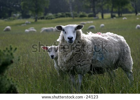 Mother sheep with curious lamb.