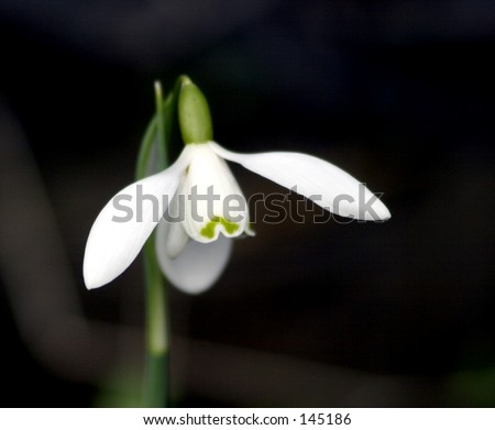 Snowdrop - first flower of the year.  Symbol of a fresh start, coming opportunities.