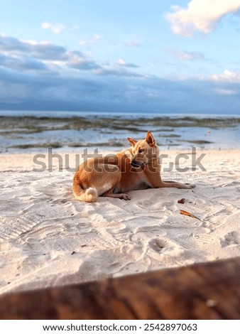 Similar – Foto Bild Niedlichen Hund auf Pier in der Nähe von Meer