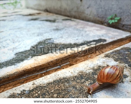 Similar – Image, Stock Photo Nature meets urbanity
