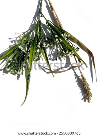 Similar – Image, Stock Photo Single dried wild flower on grey background