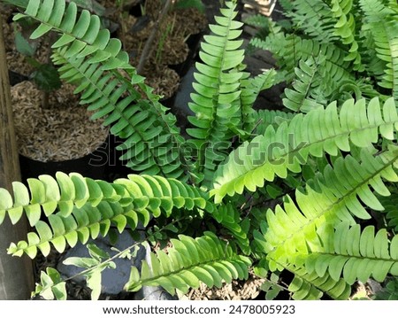 Similar – Foto Bild Herbstlicher Farn im Wald