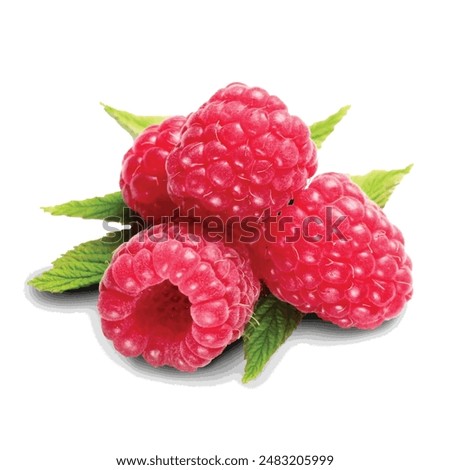 raspberry fruits, Red raspberry Fruit Black Raspberry Raspberry ketone, rasberry, natural Foods, frutti Di Bosco, food