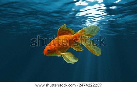 Similar – Image, Stock Photo goldfish swimming in a fishbowl on white background,