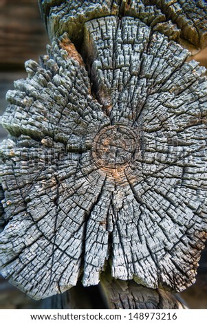 Old cross section of wooden log with wooden house on background