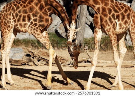 Similar – Foto Bild Zwei Giraffen im Etoscha-Nationalpark, Namibia