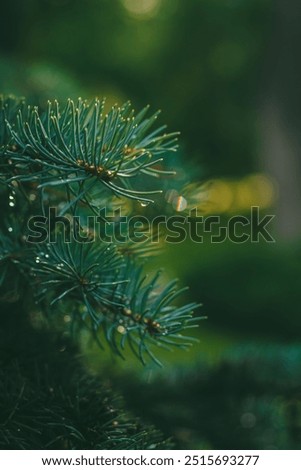 Similar – Image, Stock Photo Water droplets hang on the tip of a larch needle and reflect the other tips.